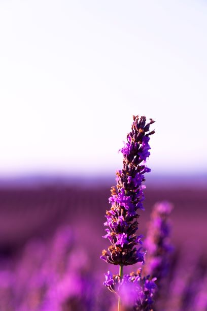 single lavender flower