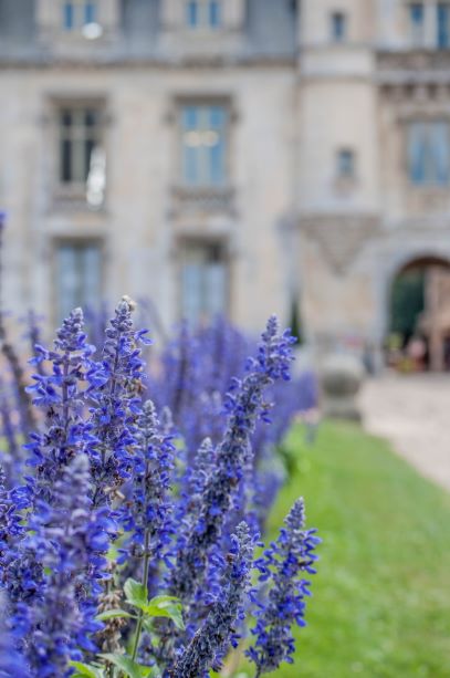 lavender plant in the nursery